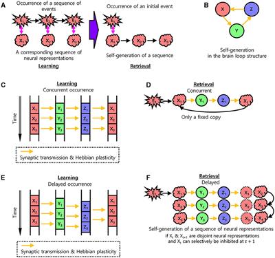 A neural basis for learning sequential memory in brain loop structures